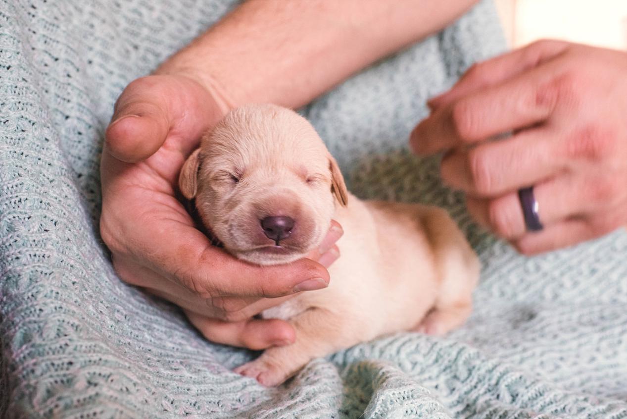 can-puppies-drink-milk-zhuji-longbow-knitting-co-ltd